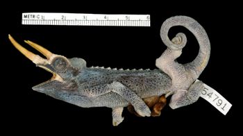 Media type: image;   Herpetology R-54791